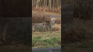 Ghost Buck Hiding behind Doe the whole time wildlife animals deer whitetaildeer nature ghost [upl. by Helfant386]