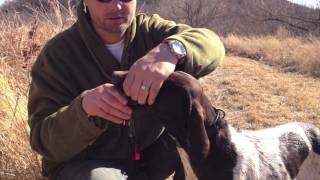 Hunting Dog Training  Reinforcing Retrieve and Hold [upl. by Icyaj]