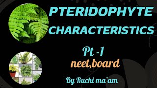 Pteridophytes general featuresclass 11cbseboardsneet [upl. by Olinad625]