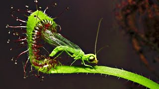 Top 20 Carnivorous Plants That Eat Animals [upl. by Banyaz515]