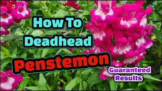 How to deadhead Penstemon [upl. by Eirameinna513]