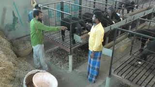 Sheep Deccani Farming Shed Design Sheep Farming Sheep Shed Making [upl. by Jeri480]