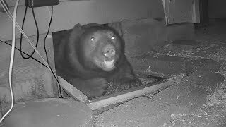 Bear living under home in Monrovia [upl. by Mortimer]