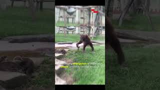 Hilarious Young Orangutan Annoys Otters and Instantly Regrets It  Funny Animal Encounter 🐵🦦 [upl. by Martica736]