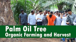 quotPalm Oil Treequot Organic Farming and Harvest at East Godavari Andhra Pradesh  Patanjali Ruchisoya [upl. by Doig]