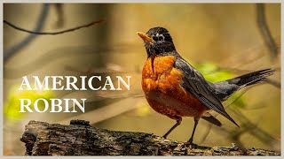 Wake up early to listen for a american robin bird call [upl. by Refinneg]