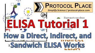 ELISA Tutorial 1 How a Direct Indirect and Sandwich ELISA Works [upl. by Nobell]