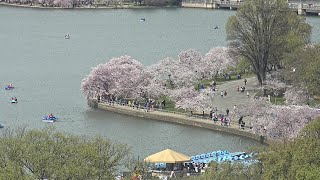 Cherry Blossoms Bloom in Shillong [upl. by Rugg30]