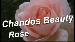 Chandos Beauty Rose [upl. by Besse946]