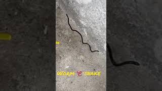 Worm snake 🐍 [upl. by Miquela114]