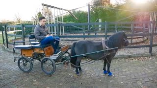 PONY TAKES OFF WITH CARRIAGE [upl. by Johnny]