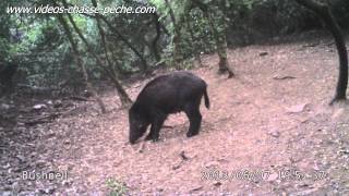 Marcassins à lentrainement  Bushnell Trophy Cam HD 119467 [upl. by Heinrick276]