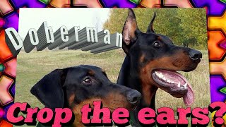 Doberman Cropped and Docked or Not Ears and Tail crop and dock talk [upl. by Rothstein103]