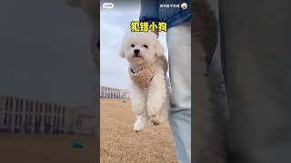 比熊可愛嗎？拿智商換的萌寵 寵物 pets [upl. by Seldan]