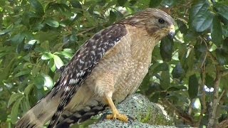 RedShouldered Hawk Calls amp Hunts FYV [upl. by Edmea722]