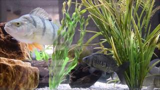 Süßwasser Aquarium mit Karpfen und Barsch [upl. by Viole]