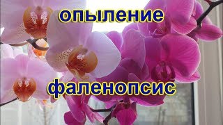 Как опылить орхидею фаленопсис How to pollinate a phalaenopsis orchid [upl. by Nav]