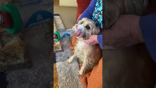 Border Terrier Mali uses an inhaler [upl. by Jump]