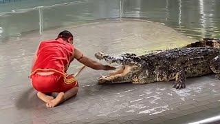 Top 5 Crocodiles [upl. by Clayborn]