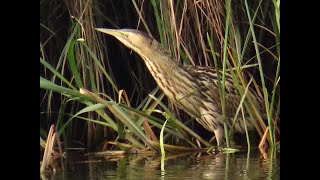 Roerdomp Eurasian Bittern Butor étoilé OostMaarland [upl. by Thacher]