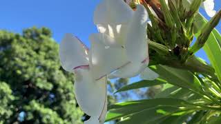 Pachypodium lamerei  Madagascar Palm [upl. by Aay414]