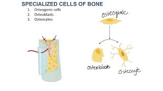 Cells of Osseous Tissue 24 [upl. by Dolph354]