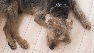 Airedale Terriers and Kids What to Know [upl. by Aneles]