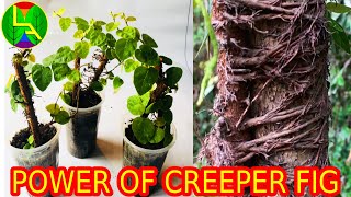 How to grow creeping fig [upl. by Refanej]