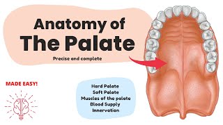 Anatomy of the Palate Short amp Complete  Human Anatomy [upl. by Isma866]