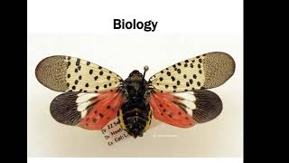 Spotted Lanternfly Everything You Need to Know in 30 minutes [upl. by Anhcar367]