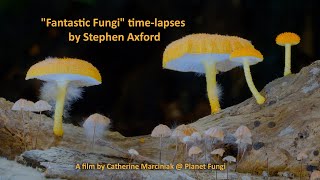 quotFantastic Fungiquot timelapses by Stephen Axford [upl. by Earb]