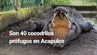 HAY 40 COCODRILOS SUELTOS EN ACAPULCO  Los daños en Guerrero son profundos tras las lluvias [upl. by Wilkey]