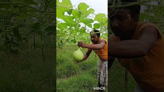 Bottle Gourd or Calabash or Lauki or Lau Harvesting shorts short shortvideo [upl. by Nuriel872]