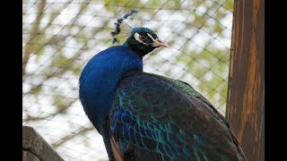 Peacock Call HD [upl. by Navek]