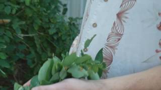 Edible Shrub You Can Grow Right in the Backyard Katuk [upl. by Aikemet]