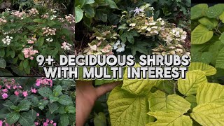 My Favorite Shrubs In My Small Garden  Hydrangeas  Fothergilla amp More [upl. by Nomrej619]