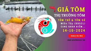 Biến động Thị Trường Tôm 14102024 🦐 Giá Tôm Thẻ amp Tôm Sú Miền Tây giathuysan giatom ĐBSCL [upl. by Niles]