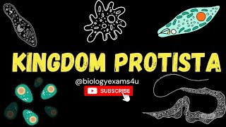 Kingdom Protista An Introduction Chrysophytes Dinoflagellates Euglenoids and Protozoans [upl. by Blankenship]