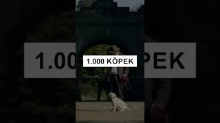 Overtoun Köprüsünde Ki Köpek Vakaları 🐕 [upl. by Eityak]