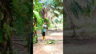 Palm oil fruit harvesting Youtube Shortvideo [upl. by Nuahsyt]