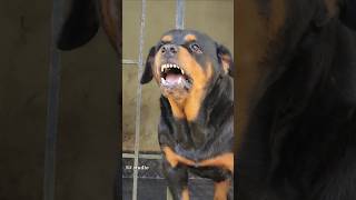 Rottweiler barking song shorts viral dog angrypuppy angrydog cutepet pets angry [upl. by Rother]