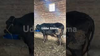 Udder Edema Udder edema treatment Udder edema in cow Udder edema in cows treatment Udder edema [upl. by Smailliw2]