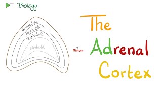 The Adrenal Cortex  Endocrine Glands  Biology Lectures [upl. by Auria]