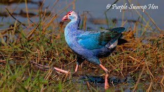 Majestic Purple Swamp Hen in Action [upl. by Laurin657]