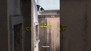 Top 10 khoảnh khắc NGẦU nhất của chó mèotop10 shorts dog cat funny [upl. by Emmett]