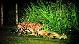 JAGUARS OF THE PANTANAL  Projeto Onçafari [upl. by Apeed]