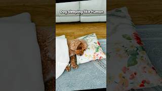 Dog sleeping like humanpuppy pets cute [upl. by Cirdet]