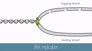 DNA Replication [upl. by Mateo]