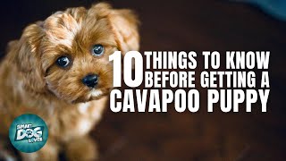 Cavapoo Puppies  Things You Should Know Before Getting a Cavapoo Puppy [upl. by Deehsar496]