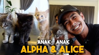 KUCING BARU ALIEFF amp BELLA  TERKEJUT SAMPAI 5 EKOR SEKALI GUS [upl. by Ahsilef]